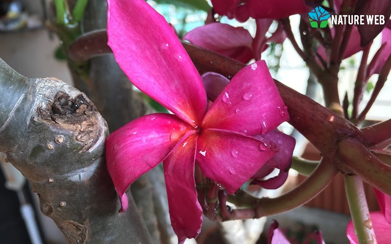 Red Frangipani